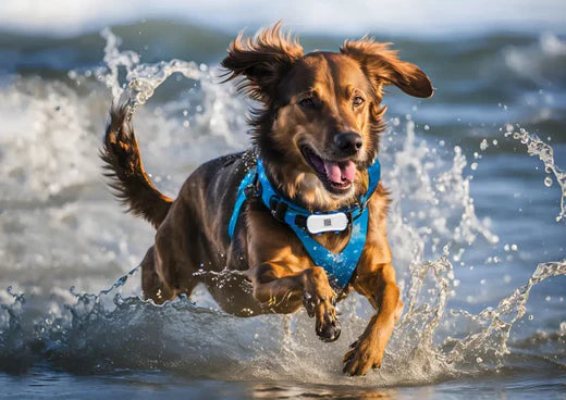 Evaluating the Waterproof Capabilities of TrackerOne: An Overview of the GP30 Pet GPS Tracker and G19 Car GPS Tracker