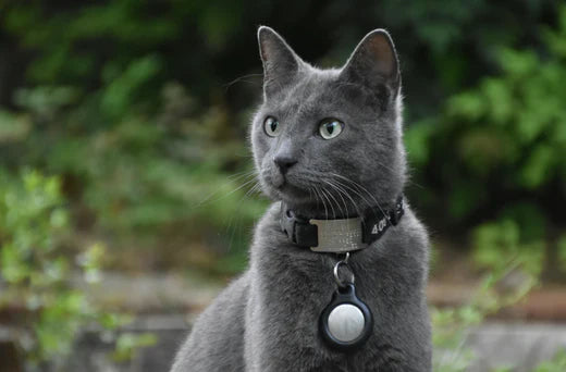 AirTag vs. TrackerOne Pet GPS GP30: Why Choose the GP30 for Your Pet