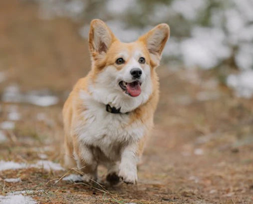 Why Do Dogs Lick You? Understanding Canine Affection and Finding Cute Dog Names