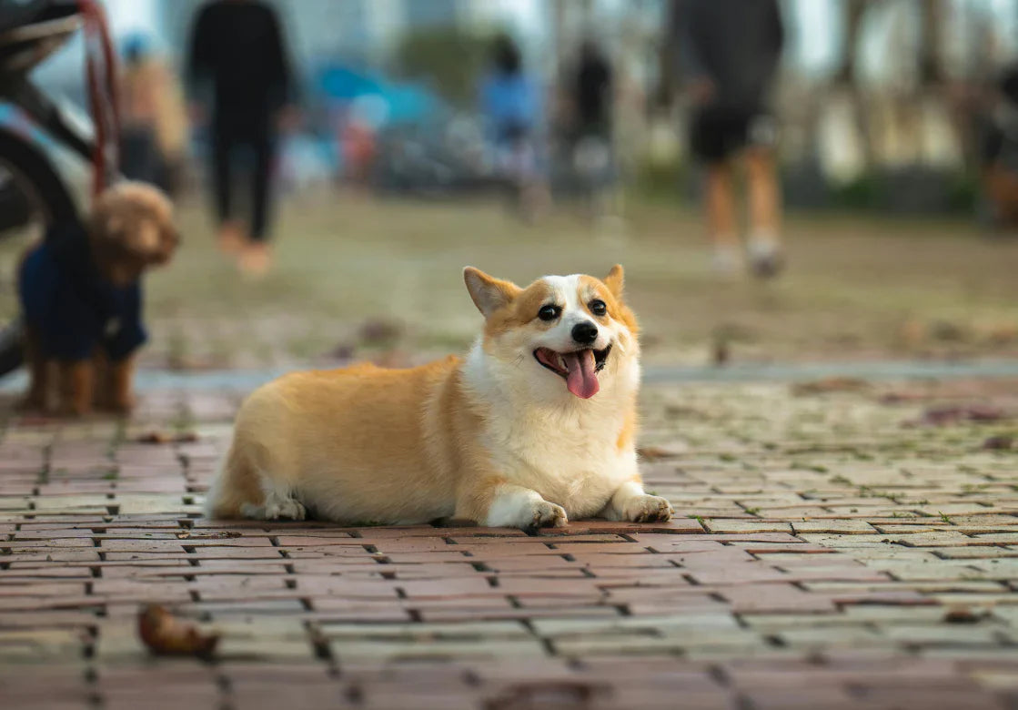 Keeping Your Pet Safe at the Dog Park: Solutions and Tips