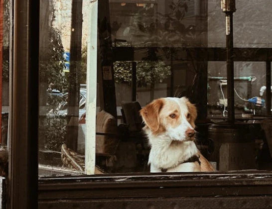 A Perfect Solution to Enhance Pet Safety and Customer Experience