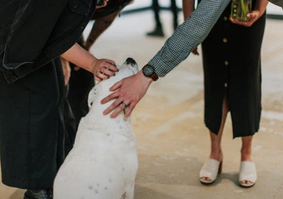 A Comprehensive Safety Solution for Pet Exhibitions, Diving Competitions, and Interactive Activities