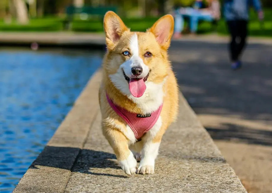 ‌The Ultimate Guide to Pet Safety: TrackerOne App GP30 - Your Pet's Guardian Angel