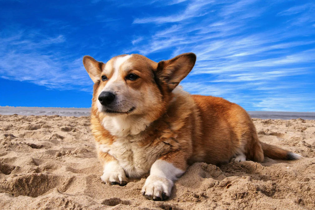Keeping Pets Safe at the Beach: The Benefits of GPS Trackers and the GP30 Waterproof Pet Tracker